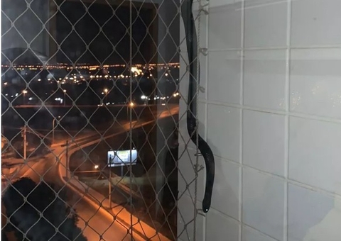 Serpente comedora de cobras é encontrada em sacada de apartamento