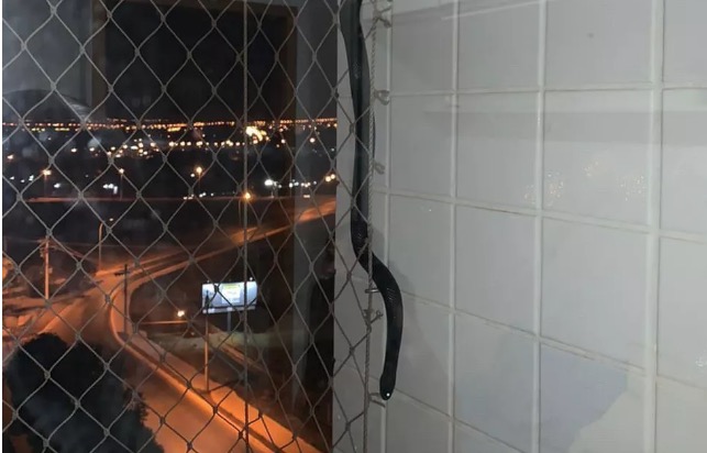 Serpente comedora de cobras é encontrada em sacada de apartamento