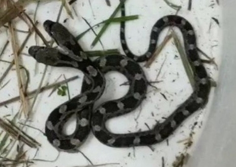 Mulher se assusta ao encontrar cobra com duas cabeças dentro de casa 