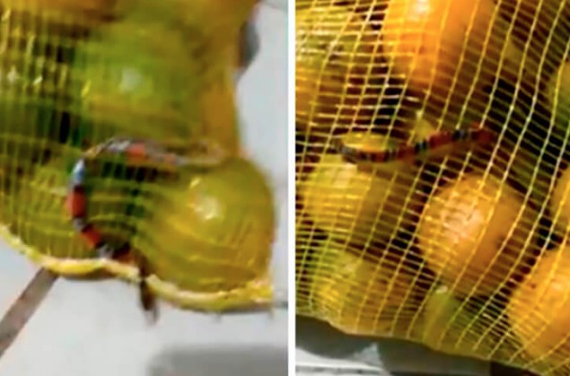 Cobra coral é encontrada em sacola de laranja comprada em atacadão