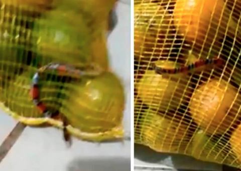Cobra coral é encontrada em sacola de laranja comprada em atacadão