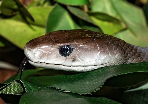 Adolescente diz que é perseguido por cobra que já lhe picou 8 vezes
