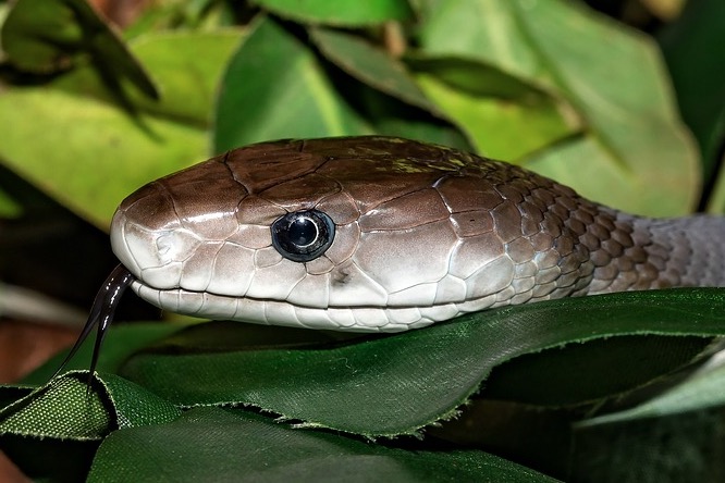 Adolescente diz que é perseguido por cobra que já lhe picou 8 vezes