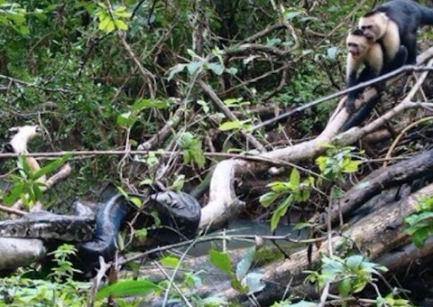 Vídeo: Macacos 'espancam' cobra gigante faminta para salvar vida de filhote