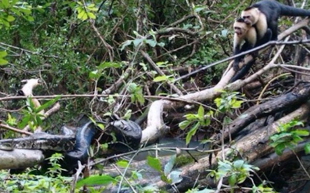 Vídeo: Macacos 'espancam' cobra gigante faminta para salvar vida de filhote