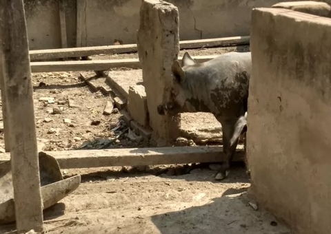 Jovem sangra até a morte após ser mordido por porco furioso