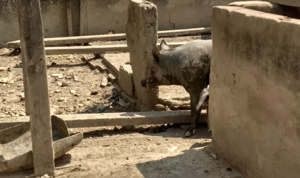 Jovem sangra até a morte após ser mordido por porco furioso
