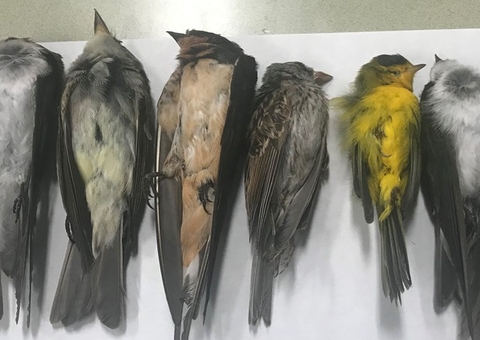 'Tempestade' de pássaros mortos impressiona moradores nos EUA