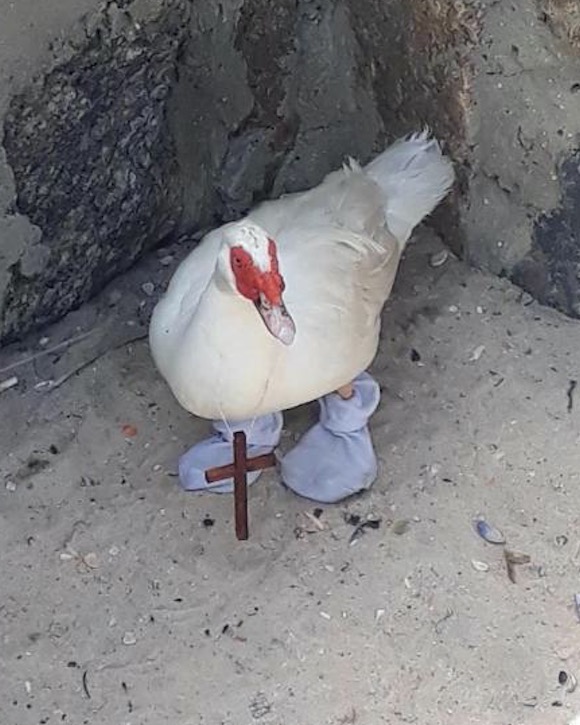 Pato usando meias e crucifixo é resgatado em praia 