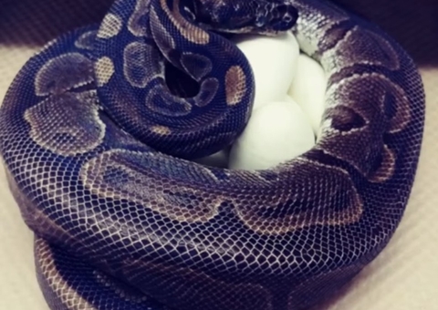 Cobra píton bota ovos mesmo sem ter contato com machos