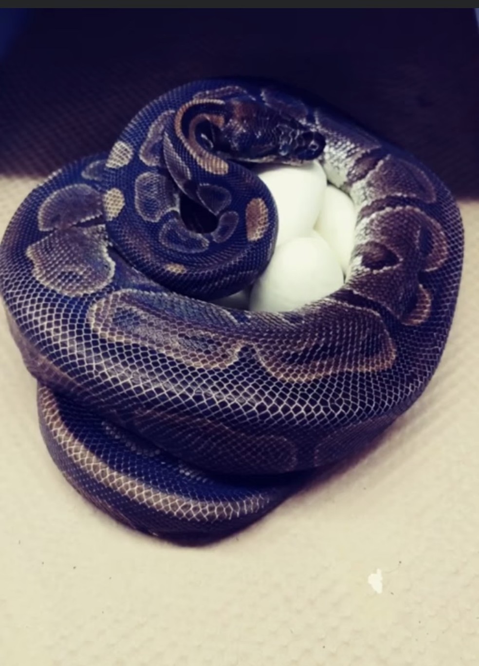 Cobra píton bota ovos mesmo sem ter contato com machos
