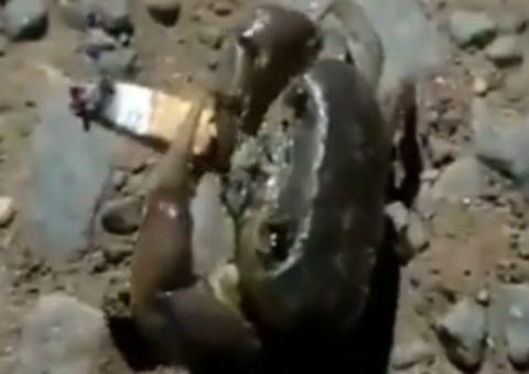 Vídeo mostra caranguejo com cigarro e intriga internautas; veja
