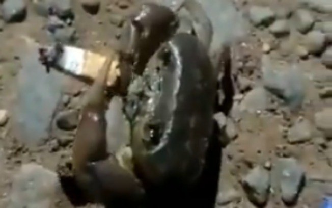 Vídeo mostra caranguejo com cigarro e intriga internautas; veja