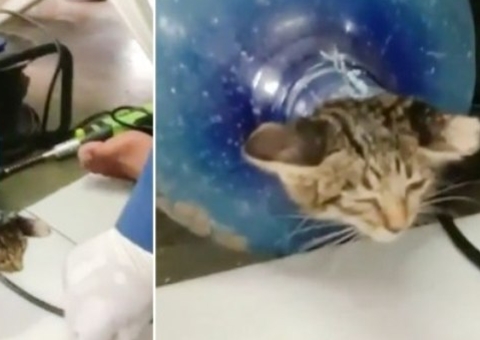 Vídeo: gato é resgatado após ficar preso no garrafão de água