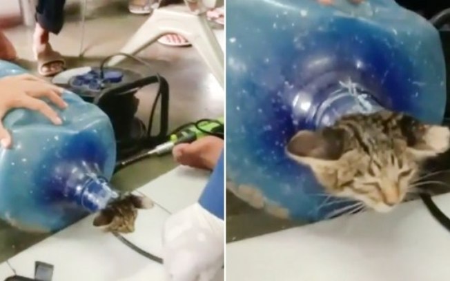 Vídeo: gato é resgatado após ficar preso no garrafão de água