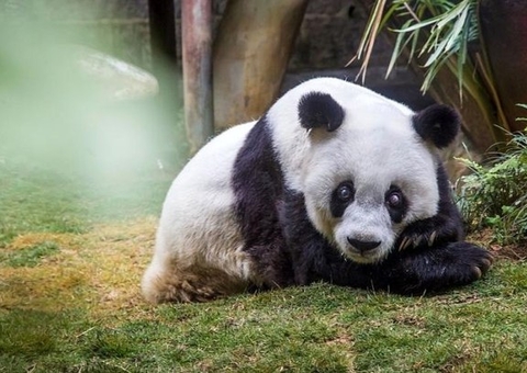 Panda mais velho do mundo morre em zoológico da China