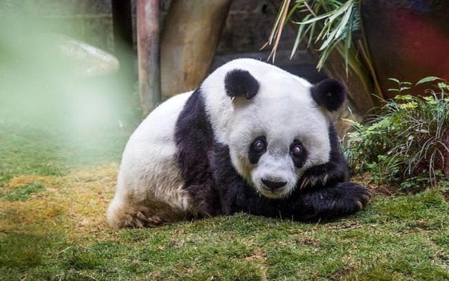 Panda mais velho do mundo morre em zoológico da China