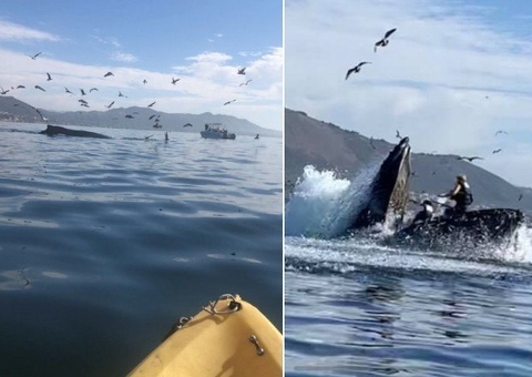 Baleia-jubarte surpreende ao surgir próximo a mulheres em caiaque