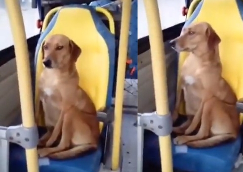 Vídeo de cachorro andando de ônibus sozinho viraliza na web; veja