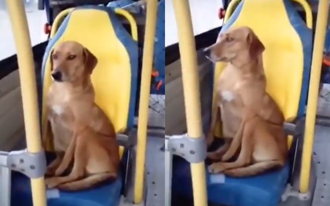 Vídeo de cachorro andando de ônibus sozinho viraliza na web; veja