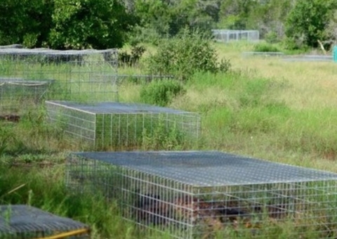 Corpos estão sendo jogados para apodrecer em fazendas nos Estados Unidos