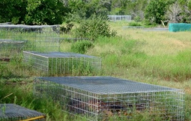 Corpos estão sendo jogados para apodrecer em fazendas nos Estados Unidos