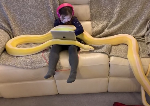 Menina de 8 anos choca ao brincar com pítons de 4,5 metros no Youtube