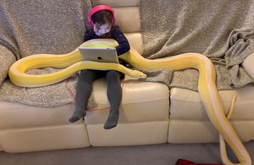 Menina de 8 anos choca ao brincar com pítons de 4,5 metros no Youtube