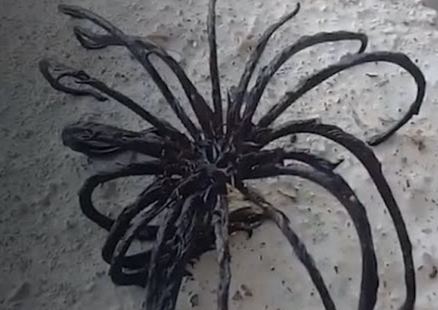 Criatura bizarra com 20 tentáculos é encontrada na Tailândia