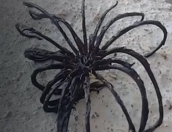 Criatura bizarra com 20 tentáculos é encontrada na Tailândia