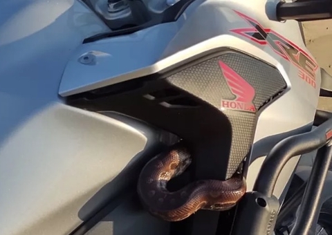 Vídeo: Motociclista se desespera ao perceber que deu 'carona' para cobra