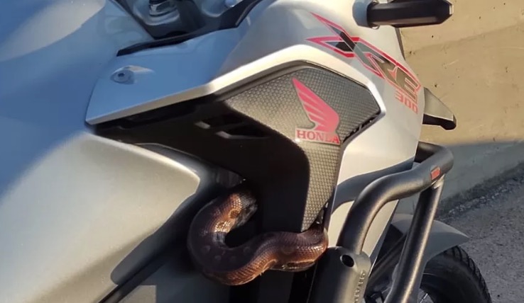 Vídeo: Motociclista se desespera ao perceber que deu 'carona' para cobra