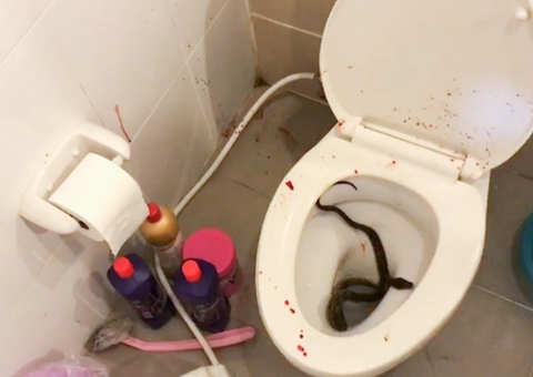 Cobra escondida em vaso fica pendurada em pênis de estudante