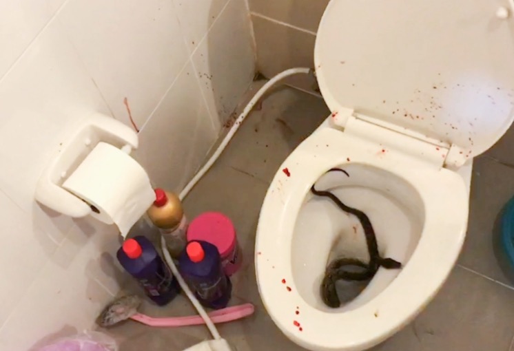 Cobra escondida em vaso fica pendurada em pênis de estudante
