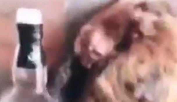 Grupo grava vídeo forçando galinha a tomar chopp; ave morreu