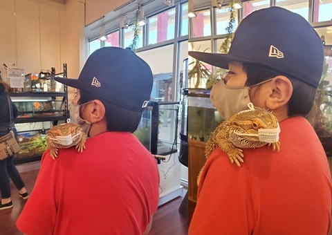 Menino viraliza na web ao colocar máscara em lagarto de estimação