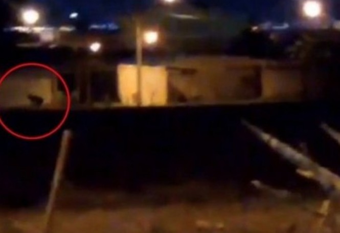 Vídeo: Aparição de 'Lobisomem' apavora moradores de Ceilândia