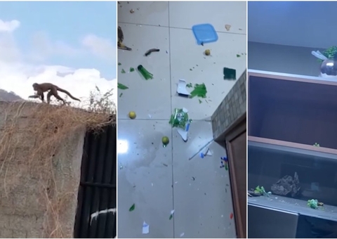 Polícia leva 3 dias para capturar macaco-prego que invadia casas em Sobral