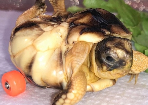 Tartaruga vira sensação na web ao ganhar rodinhas para conseguir andar