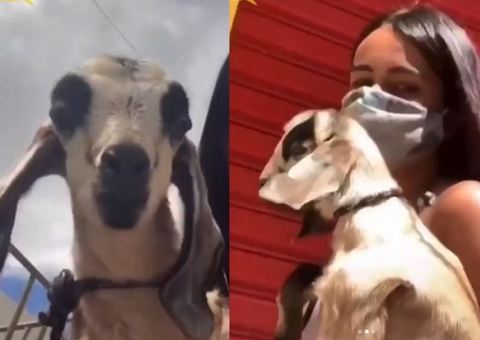 Vídeo: jovem viraliza ao tentar devolver bode após comprá-lo em feira