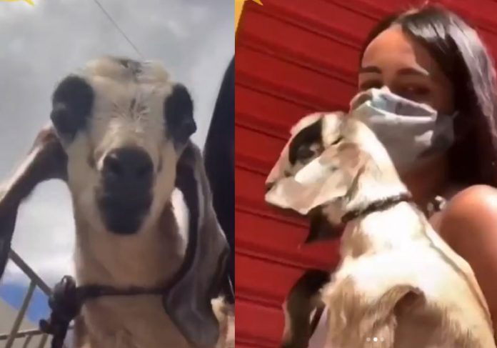 Vídeo: jovem viraliza ao tentar devolver bode após comprá-lo em feira