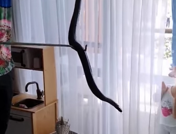 Vídeo: Cobra venenosa é achada em cesta de brinquedos de crianças