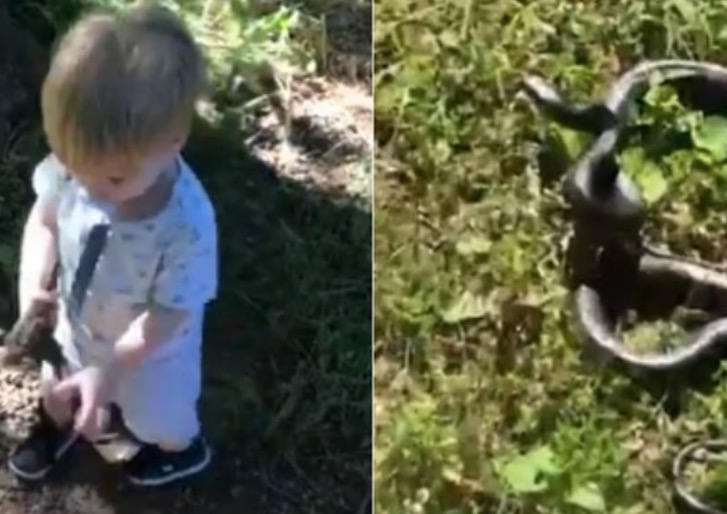 Criança brinca com cobra achando que é graveto e escapa de tragédia