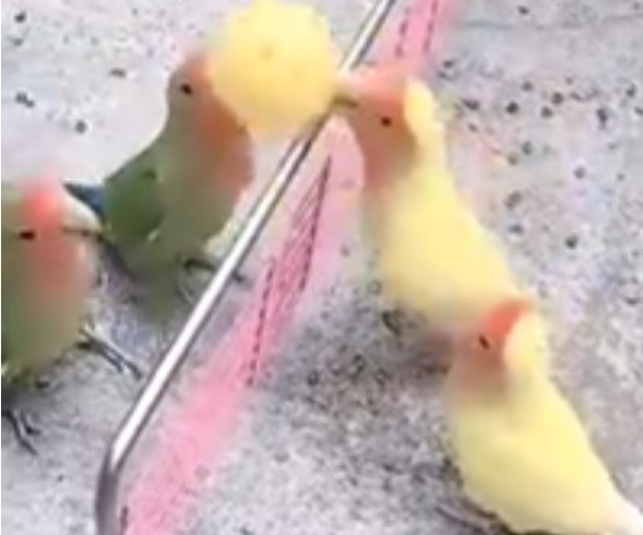 Veja: periquitos jogam vôlei e vídeo viraliza na web