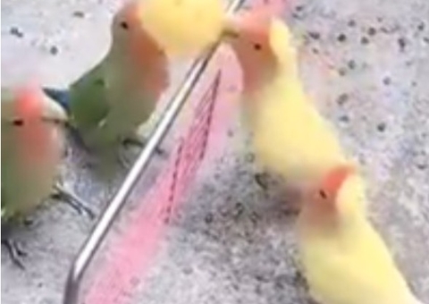 Veja: periquitos jogam vôlei e vídeo viraliza na web