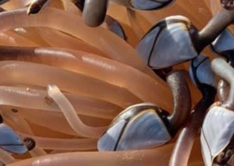 Família encontra crustáceos mais caros do mundo durante passeio em praia 