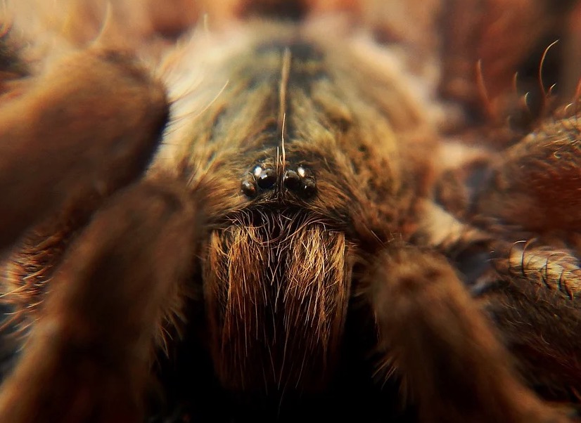 Vídeo: Tarântula gigante é vista comendo pássaro na natureza