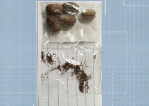 Sementes misteriosas recebidas pelo correio intrigam brasileiros