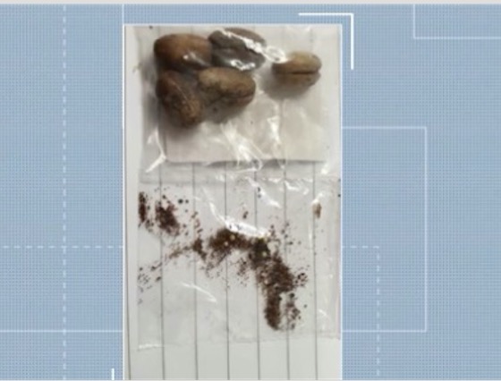 Sementes misteriosas recebidas pelo correio intrigam brasileiros