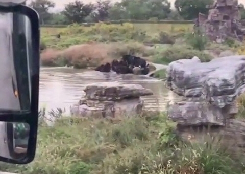 Cena macabra: ursos matam funcionário de zoológico na frente de turistas